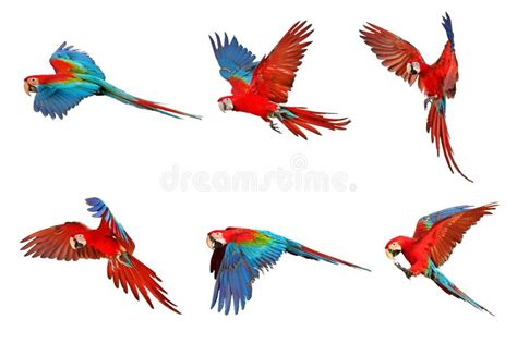 Macaw Parrot Flying Isolated On White Background Stock Image Image