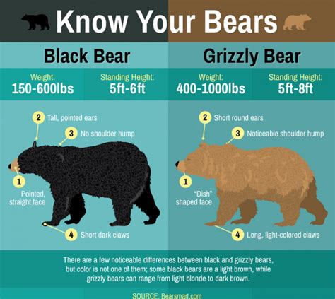 11 Useful Tips For Safely Seeing Bears In Sequoia Np Travel Best Ideas