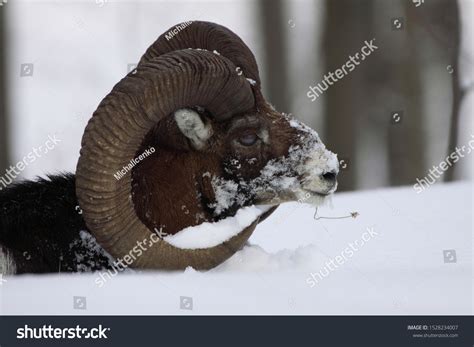 Male Mouflon Ovis Orientalis Winter Scene Stock Photo 1528234007