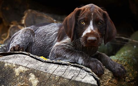 Check spelling or type a new query. German Wirehaired Pointer Puppies Breed information ...