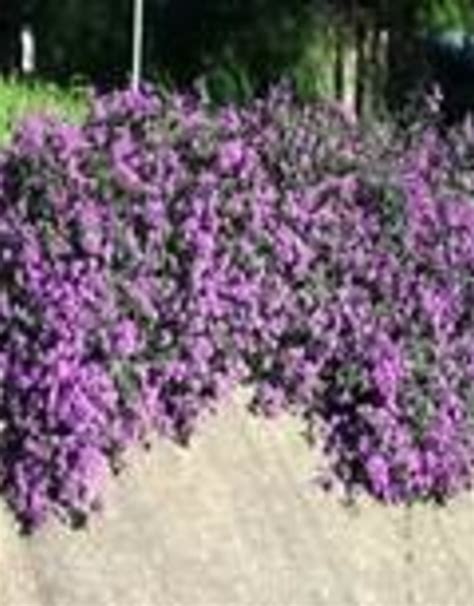 Lantana Trailing Lavender 1g Growers Outlet