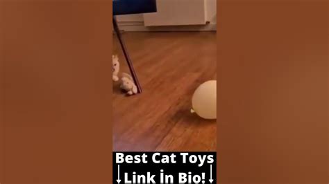 101 Super Weird Cats Afv Funniest Cat Videos 2022 Shorts Youtube