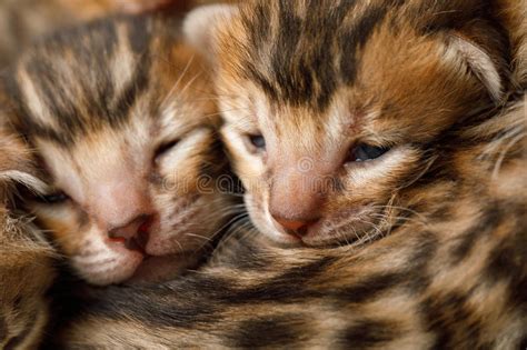 Bengal Newborn Kittens Stock Image Image Of Kitty Adorable 91743271