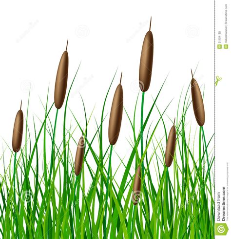 Reeds Clipart Clipground Free Nude Porn Photos