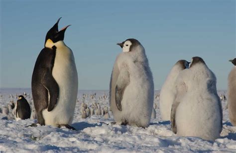 New Emperor Penguin Colonies Discovered In Antarctica Newsylist