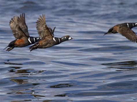 Harlequin Duck Hunting Waterfowlers Challenge