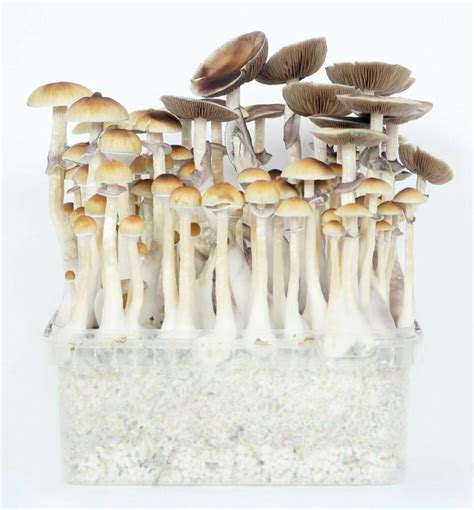 Magic Mushroom Grow Kit Psilove Mega Kit Wholecelium