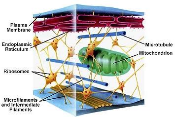 We did not find results for: Plant Life: Cytoskeleton