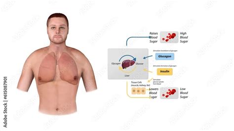 Stockvideo Blood Sugar Regulation Illustration Labeled Process Cycle Scheme Educational Liver