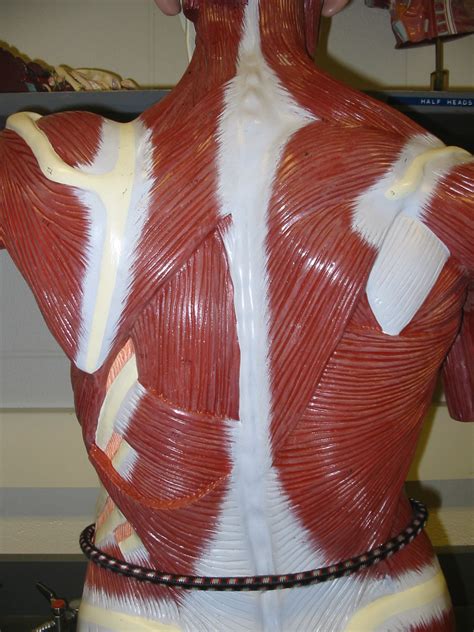Snapshot Of Muscles In Torso Large Muscle Model Anterior Upper