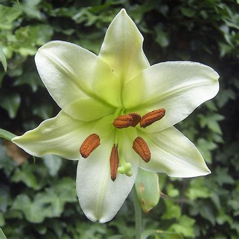 Lily Lilium Brownii In The Lilies Database
