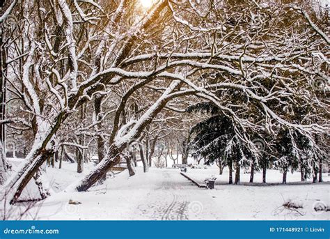 Snow Covered Tree Branches Stock Image Image Of Natural 171448921