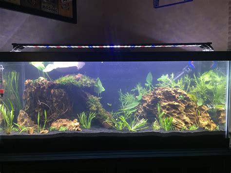 Started A New Tank 20l With Dragon Stone Currently Cycling Aquariums