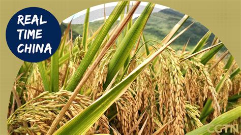 Live Real Time China A Closer Look At China Hybrid Rice Research