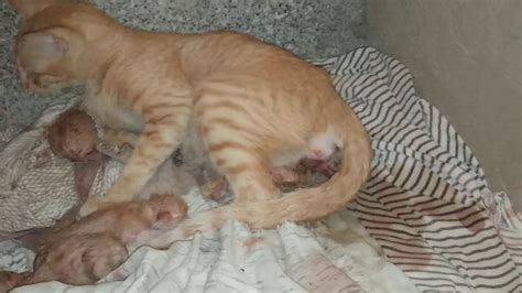 Actual Footage Of A Cat Giving Birth To Her Tiny Kittens😊😊 Youtube