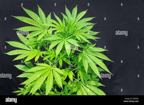 Cannabis Plant Hi Res Stock Photography And Images Alamy