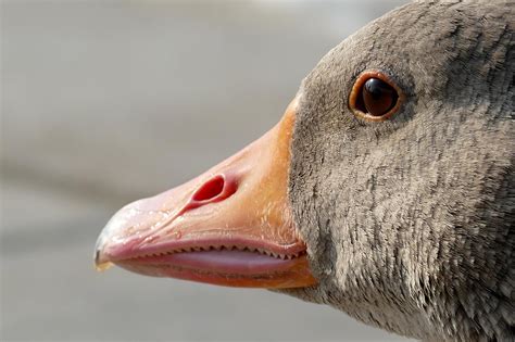 Free Images Nature Animal Wildlife Beak Fauna Close Up Nose