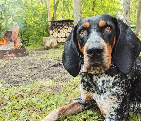 15 Interesting Facts About Coonhounds The Dogman