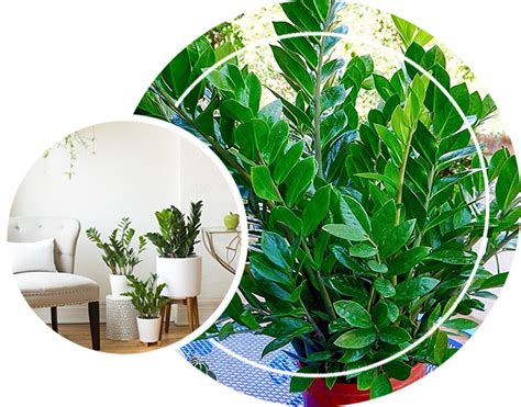 10 Hardy Houseplants That Will Survive The Winter Cold Houseplants