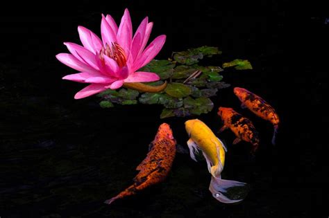 The painting shows multiple koi fish surrounded by lotus flowers in a pond. 92 best Koi Fish / lotus flowers images on Pinterest ...