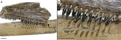 Feeding Traces On A Pteranodon Reptilia Pterosauria Bone From The
