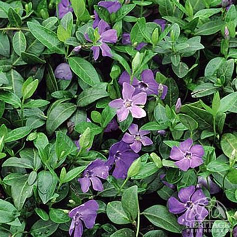 Plant Profile For Vinca Minor Blue Periwinkle Perennial Vinca Minor