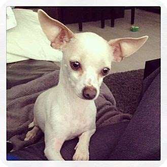 List of chinese crested dog mix breed dogs. Warrenville, IL - Chihuahua/Chinese Crested Mix. Meet ...