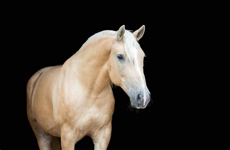 The Palomino Horse Explore The Facts Behind The Gold