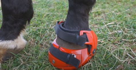 The 6 Best Hoof Boots Complete Horse Boot Buying Guide Equineigh