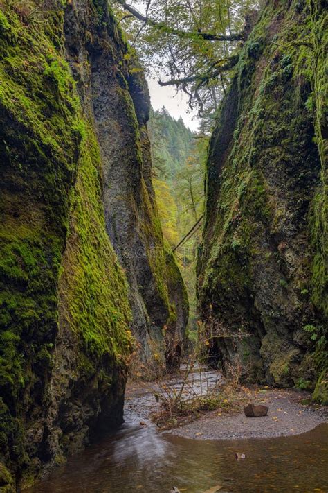 Lower Falls In Oneonta Gorge Columbia River Gorge Stock Image Image