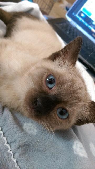 These cats are available for adoption from the aspca adoption center at 424 e. Meet Chesney, a Petfinder adoptable Siamese Cat | St ...
