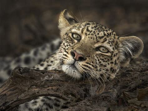 Botswana Wildlife Shot Wins Photo Of The Week Accolade Ephotozine