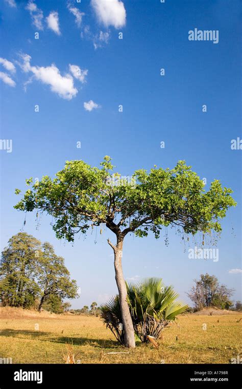 Sausage Tree Stock Photo Alamy