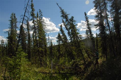 How Climate Change Will Shape The Future Of Canadas Boreal Forest