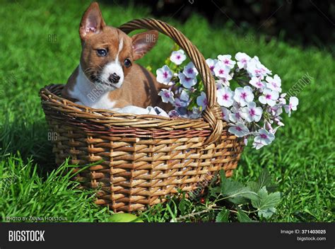 Nice Red Basenji Dog Image And Photo Free Trial Bigstock