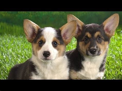 Our puppies are drivey, active, and energetic, and are rarely happy just warming the couch. 60 Seconds Of Cute Cardigan Welsh Corgi Puppies! - YouTube