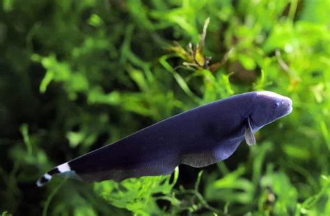 Black Ghost Knife Fish Diet Size Lifespan Care Guide