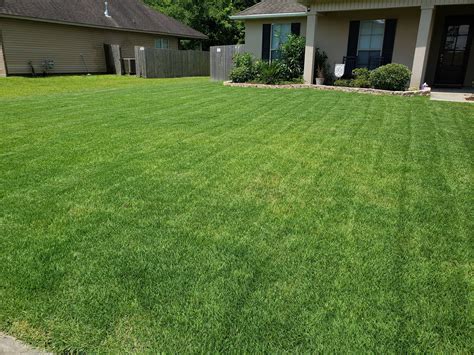Three Months Ago I Replaced My Centipede Lawn With Palisades Zoysia