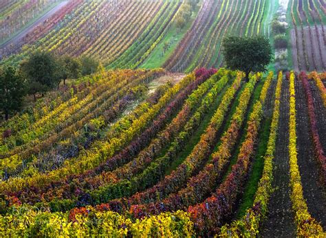 Autumn In Vineyards By Dynax111 Vineyard Landscape Photo