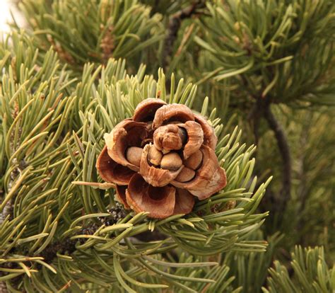 Pinus Edulis Pinyon Pine Seeds