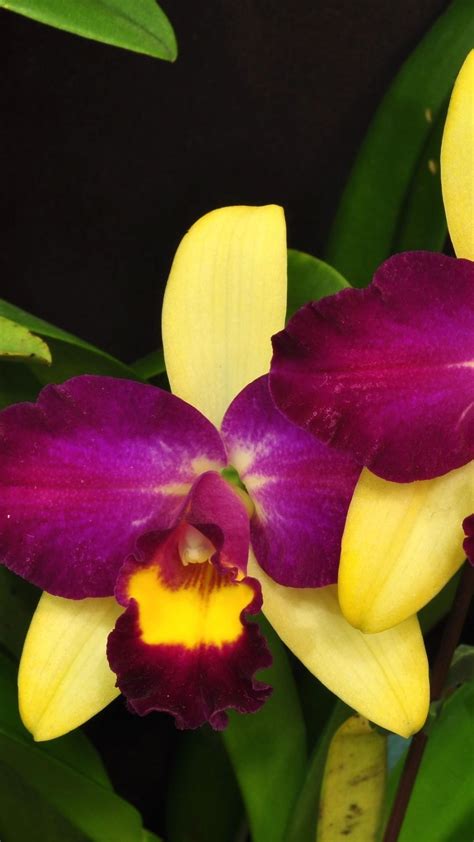 Orchid Flower Violet Leaves Close Up