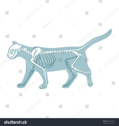 Cat Skeleton Veterinary Vector Illustration Cat Stock Vector Royalty Free 326248910 Shutterstock