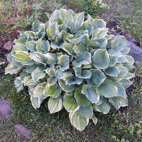 Hosta Brave Attempt Seeds Duluth Hosta Co Buy Hosta Seeds Online