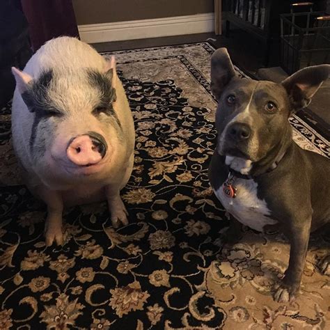 Favorite images of dogs & puppies #15 (42 items) list by kathy. Pet Pig Grows up with Dogs and Thinks He's Just Like His Canine Crew