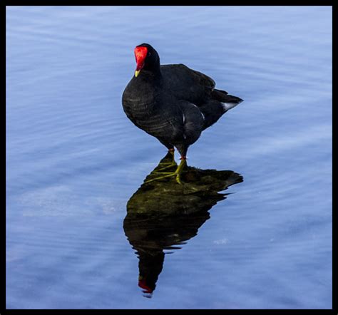 Red Beak Black Bird Flickr Photo Sharing