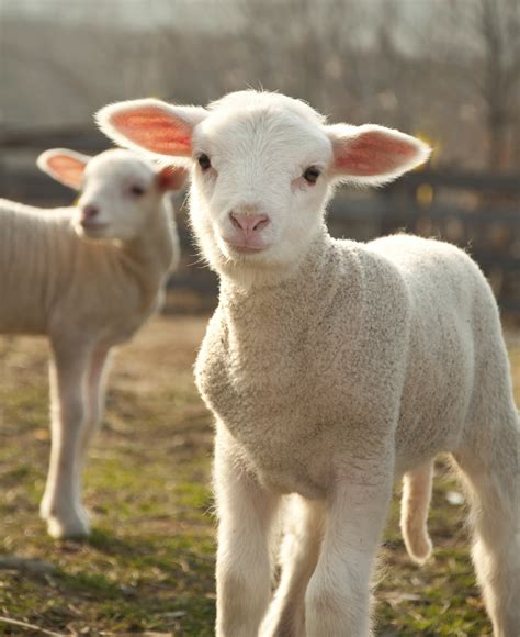 Lambs Helping Human Infants Foundation For Biomedical Research