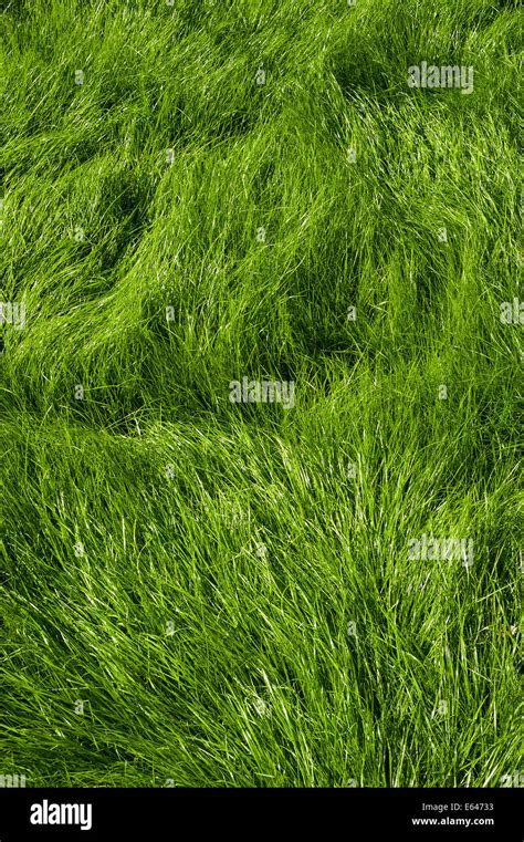 Graas Hi Res Stock Photography And Images Alamy