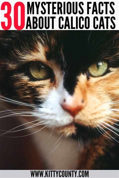30 Calico Cats Facts That Will Leave You Amazed Kitty County Cat