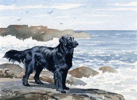 Flat Coated Retriever Art Print Watercolor Signed By Artist D