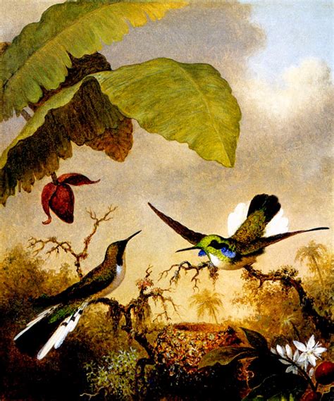 Black Eared Fairy Hummingbirds Bird 1864 Painting By Martin Etsy